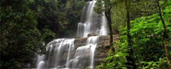 Chikmagalur Hills & Wildlife Tour Package