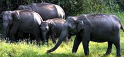 Chikmagalur – Coorg – Mysore Tour Package